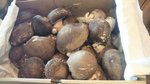 shiitake.jpg